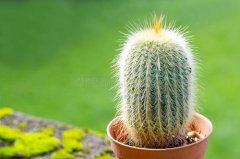 《易经》风水——带刺植物的风水