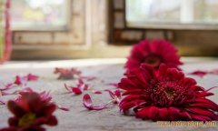 卧室摆放鲜花风水上有哪些讲求?