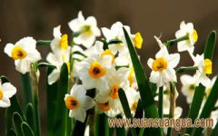 卧室放什么植物有利于带来好运