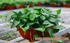 绿萝放卧室内里能够招财吗