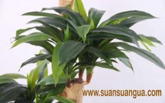 什么花适合放在卧室风水位置上