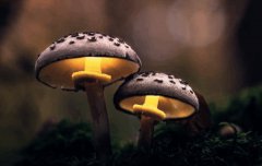 八字算命：怎样看八字用神和忌神