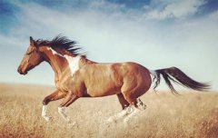 八字算命：女命带驿马看事业