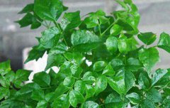 八字算命：八字看你适合养什么植物