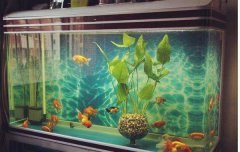 八字算命：​测自己适不适合养鱼