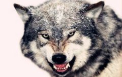 八字算命：七杀格