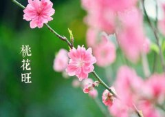 八字算命：2020年桃花旺的八字