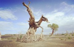 八字算命：八字年柱看疾病