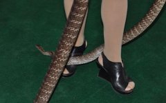 八字算命：胆大的八字什么样