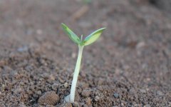 八字算命：白手起家的八字什么样