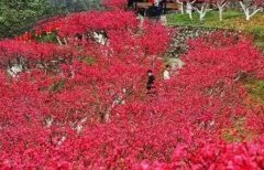 八字算命：红艳桃花详解