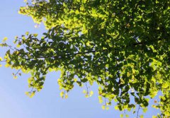 八字算命：八字木多性格