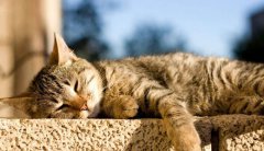 八字算命：什么样的八字人比较懒