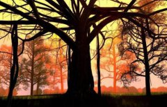 八字算命：八字中木多怎么样