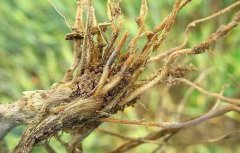 八字算命：官杀通根