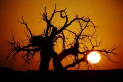 八字算命：甲木生亥月的命理实例