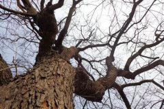 八字算命：饿木命忌什么颜色