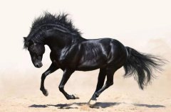 八字算命：算命驿马什么意思