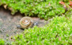 八字算命：魁罡命