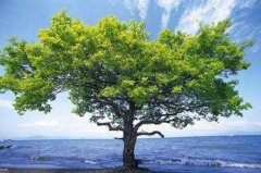 八字算命：十二地支象义详解