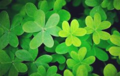 八字算命：八字格局算命精要取用神