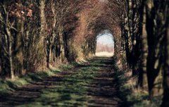 八字算命：伤官配印怎么看出来的