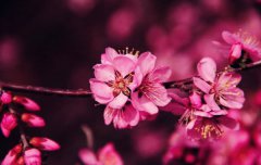 八字算命：八字不带正桃花