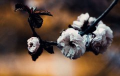 八字算命：八字富贵灾祸同行吗