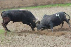 八字算命：地支六冲关系吉凶详解