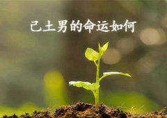 八字算命：己土男的命运如何