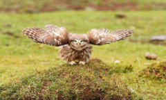 八字算命：八字中的神煞什么意思