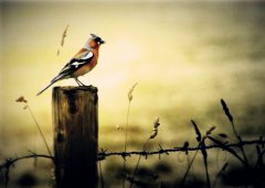 八字算命：八字从印格