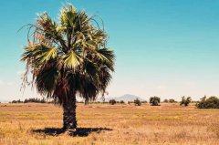 八字算命：八字偏弱喜木