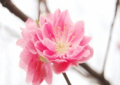 八字算命：八字桃花口诀