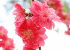 八字算命：子午卯酉哪种桃花较旺