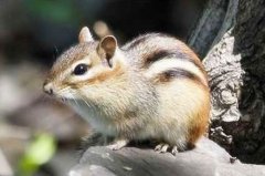 八字算命：五鼠遁口诀于八字中的应用