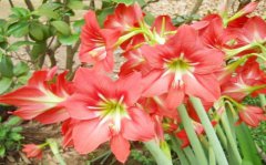 八字算命：咸池是什么意思