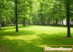 八字算命：木命人适合做什么生意