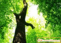 八字算命：木命的女人命运好不好