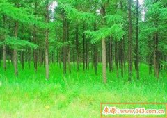 八字算命：木命的男人命运好不好