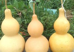 葫芦的风水作用