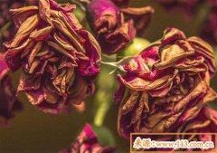 什么样的风水招烂桃花