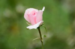 2020年农历九月属虎人运势怎么样,秋天出生属虎人命运好吗？