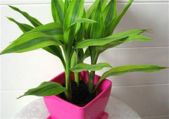 风水进门见什么好