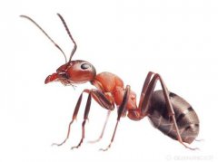 家里出现蚂蚁有什么预兆？如何除根？<font color=