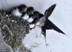 燕子做窝代表什么预兆？风雅颂风水大师在线解惑