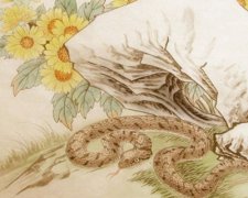 属蛇的女人命好不好