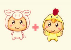 猪和鸡的属相合不合