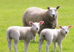 羊和蛇的属相合不合