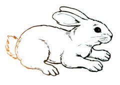 属兔人2020年健康运如何